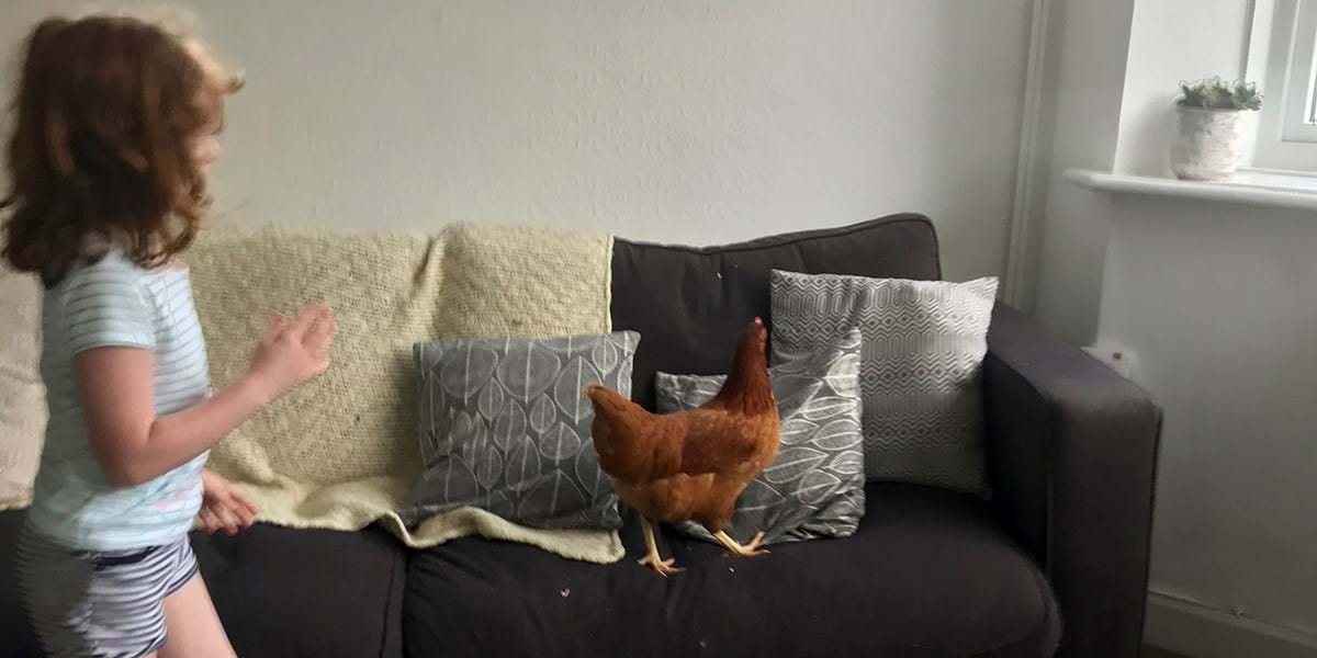 A child playing with a chicken on a sofa