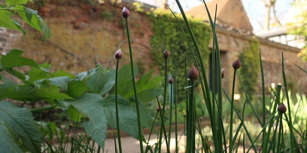 Chives growing in our Herb garden