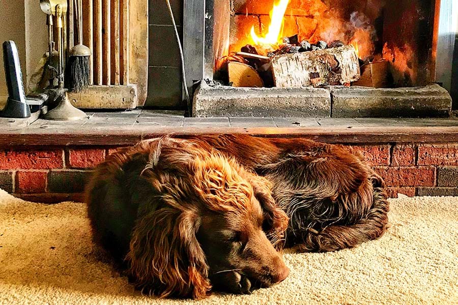 Dog on rug in front of fire