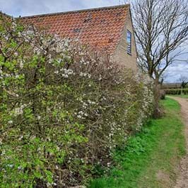 Path with grassy verges and a hedge of blackthorn, hawthorn and field maple