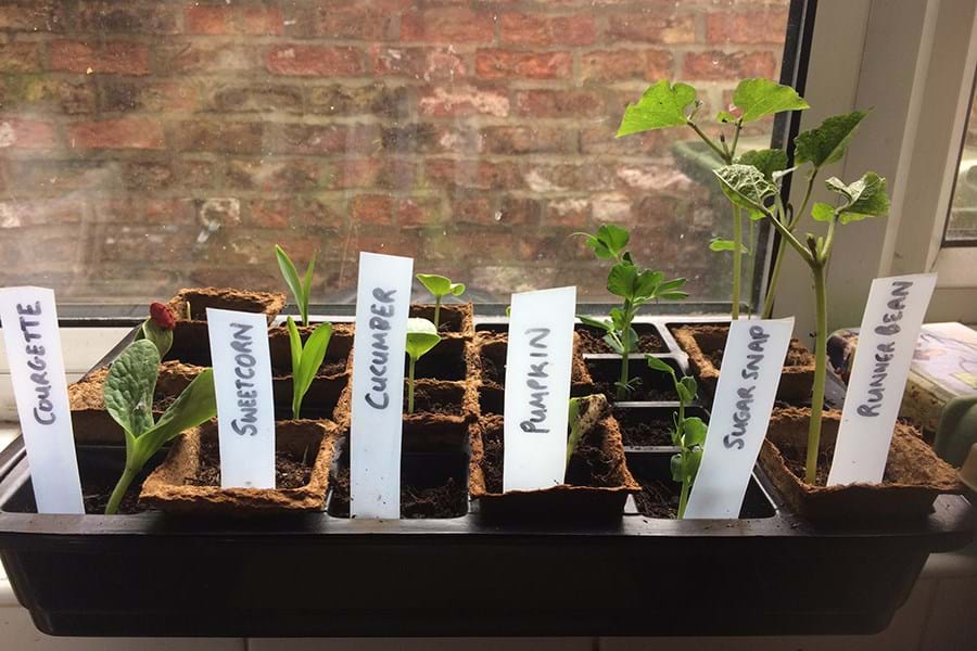Small pots containing new plants, with labels: courgette, sweetcorn, cucumber, pumpkin, sugar snap and runnerbean