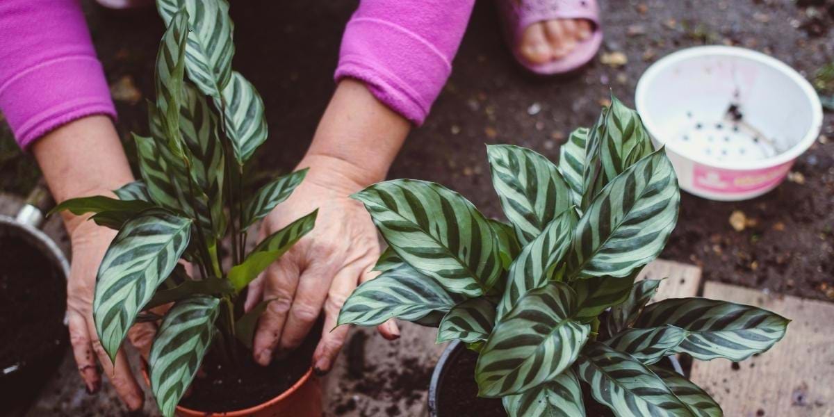Hands planting an indoor plant
