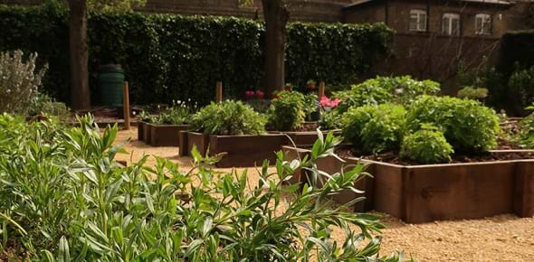 Raised beds with green foliage and gravel pathways