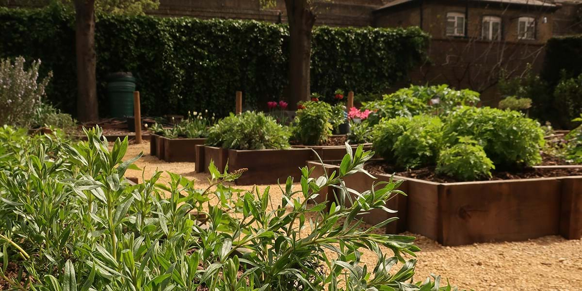 Raised beds with green foliage and gravel pathways