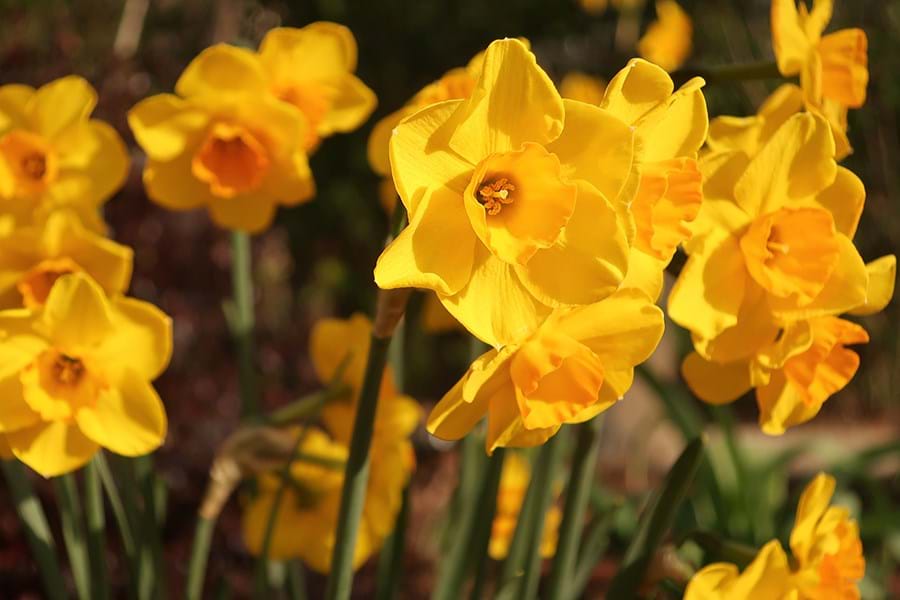 Falconet Narcissi yellow flowers