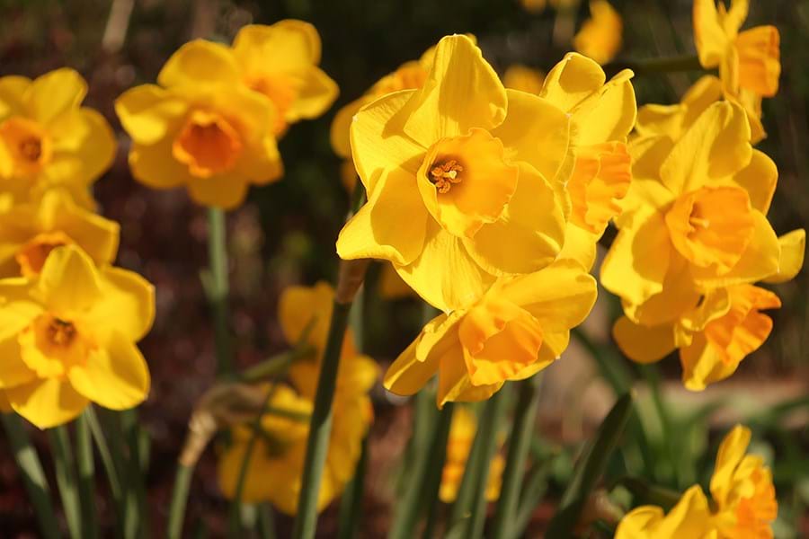 Falconet Narcissi yellow flowers