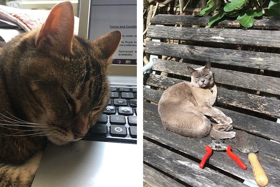 A cat resting on a wooden bench