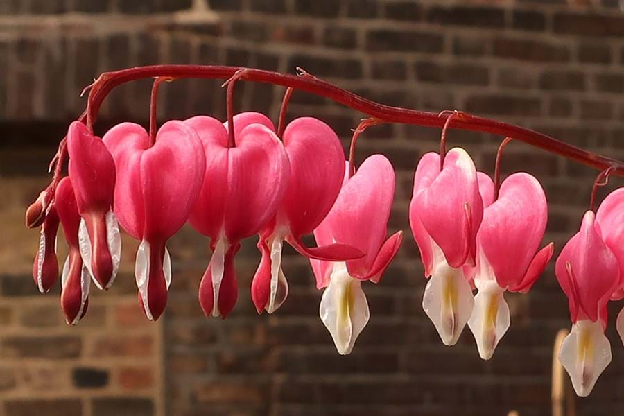 Bleeding heart flowers in pink and white against a brick wall