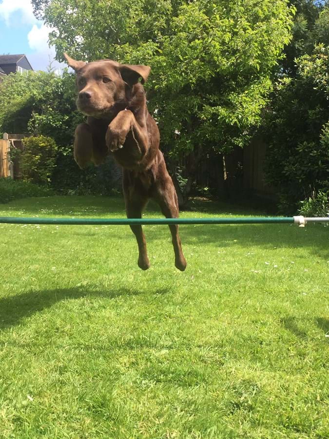 A brown dog jumping over a green pole on a grassy field
