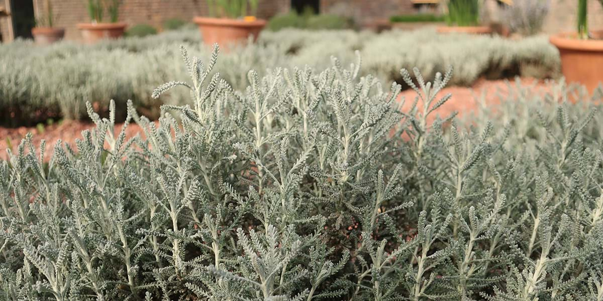 Santolina plant with grey leaves and terracotta gravel and pots in the background