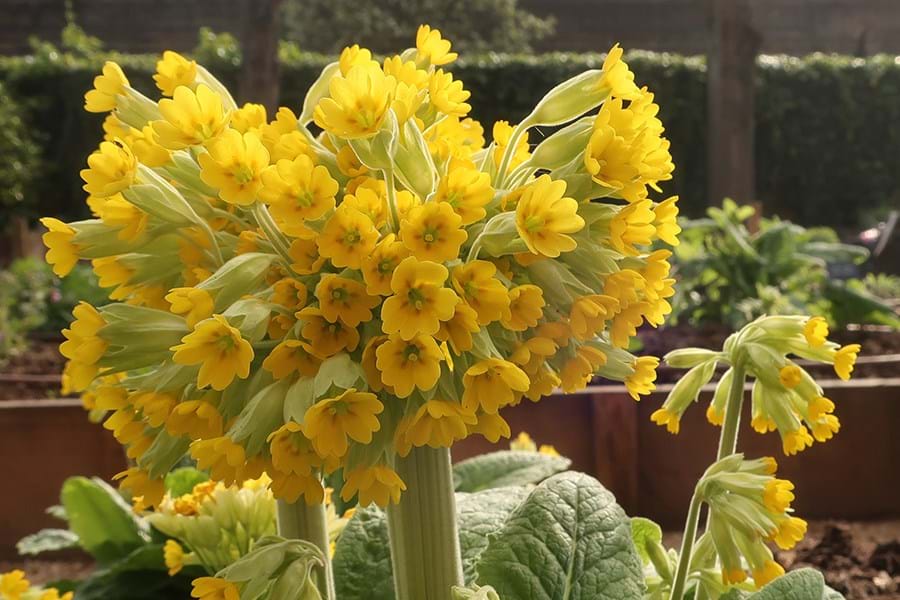 Detail of yellow primula