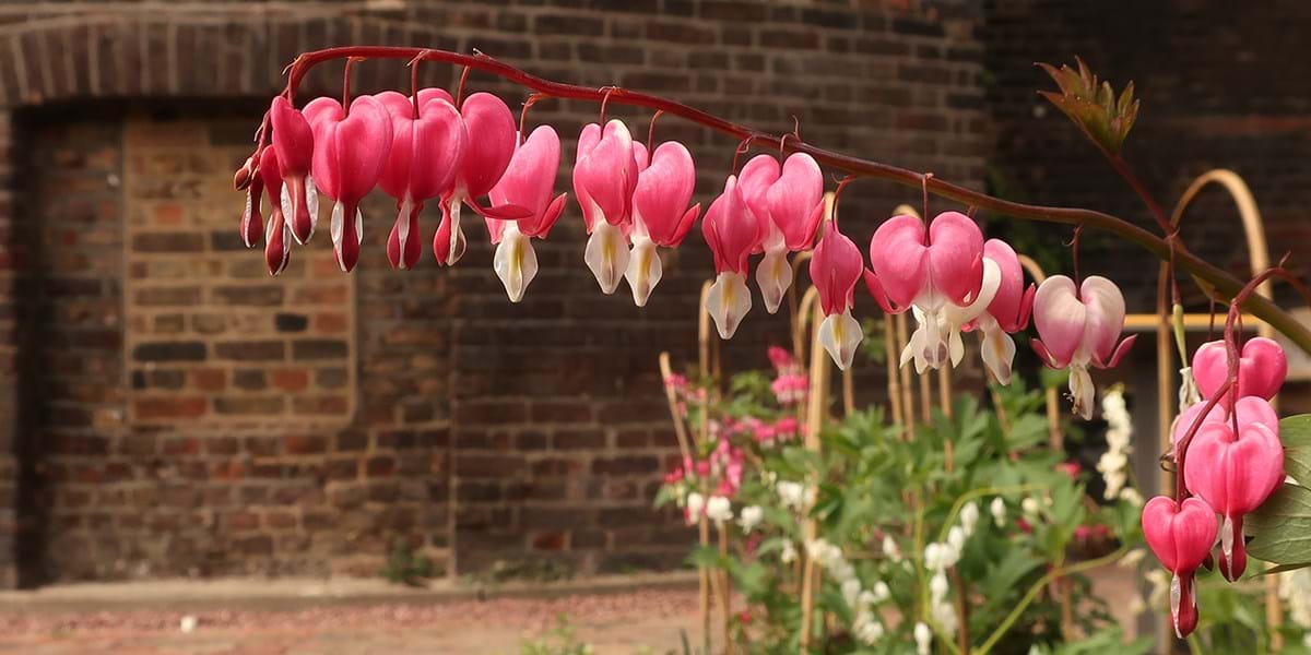 Pink and white heart shaped flowers against a brick background