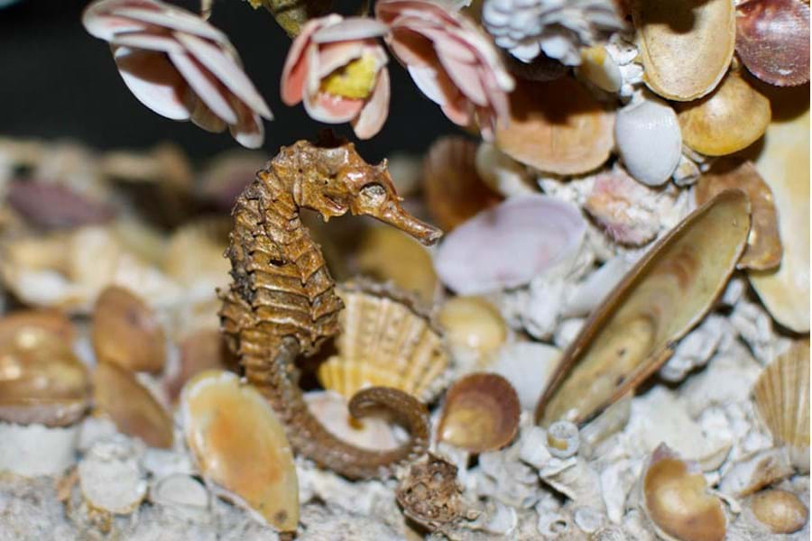 A close up of a decorative seahorse in the ornament