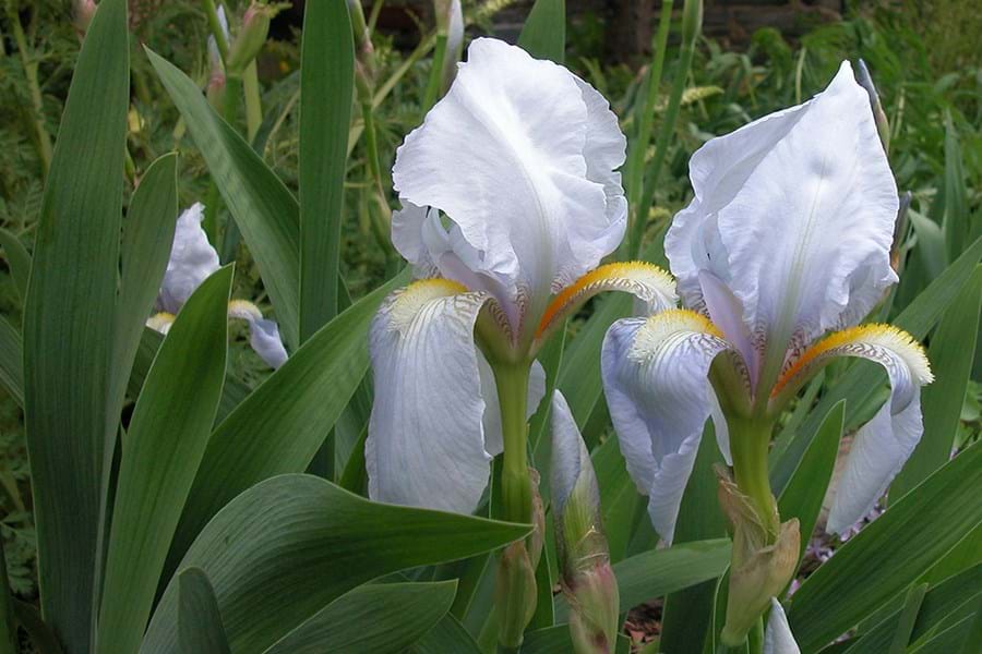 White flowers of the Irs germanica