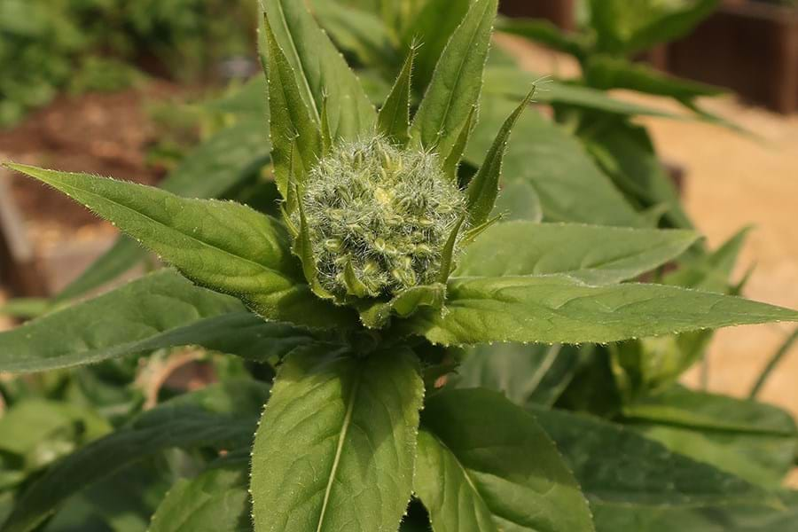 Sweet rocket plant in a raised bed