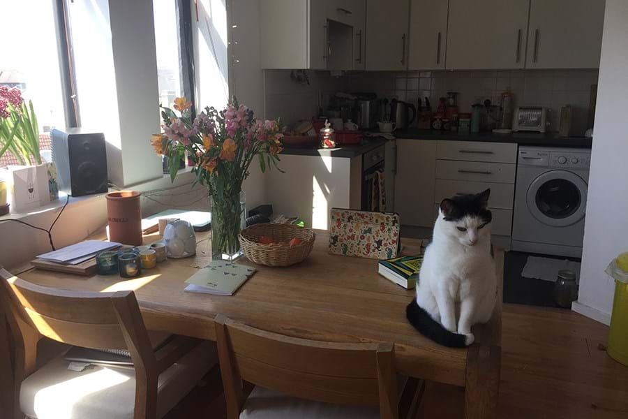 Black and white cat sat on a kitchen table with vase of flowers