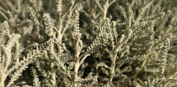 Detail of the santolina plant with grey leaves