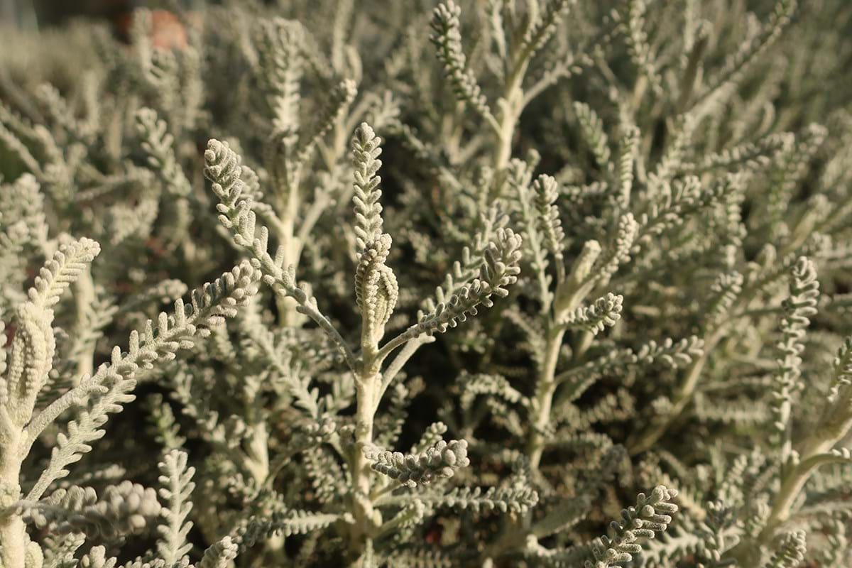 Detail of the santolina plant with grey leaves