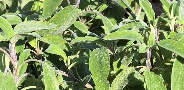 Sage plants