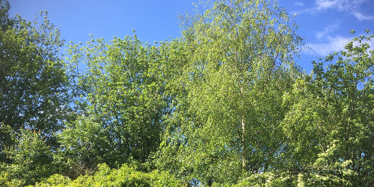 Green leaves on a tree against a blue sky