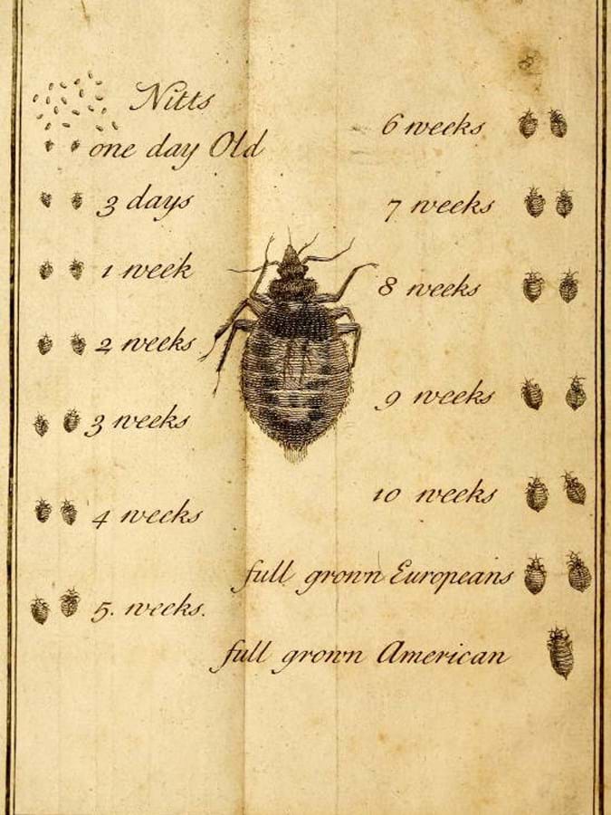 Black writing about and illustrations of bugs on a beige background