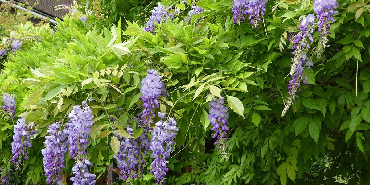 Purple wisteria flowers on a green plant