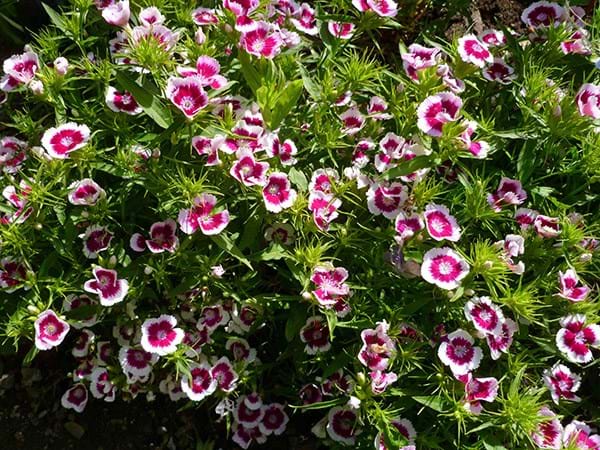White and pink flowers on a Dianthus Barbatus plant