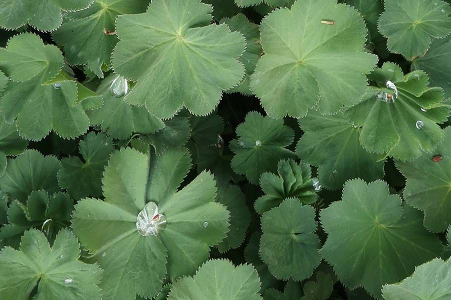 Alchemilla Mollis