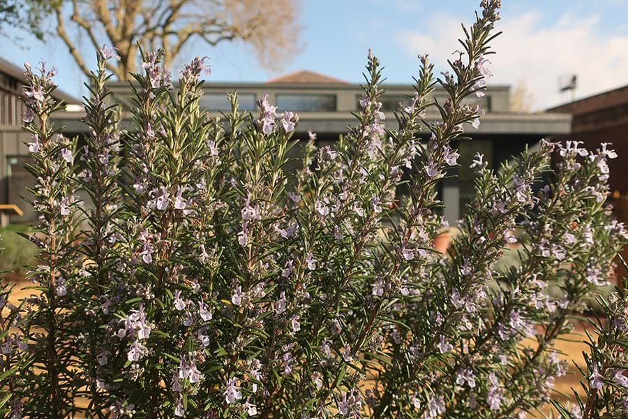 Rosemary plant in flower against backdrop of dark grey building