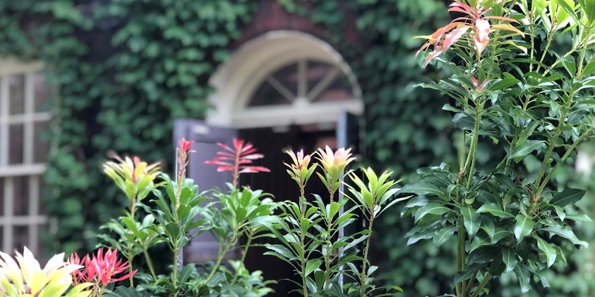 Flowers and plants growing at the Museum