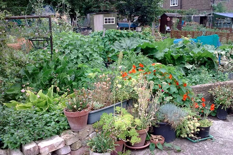 A view across an allotment