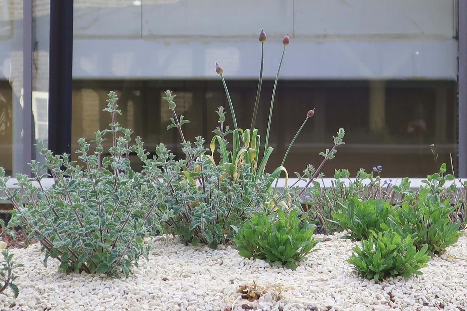 Chive plants and catnip in a roof garden setting surrounded by cream gravel