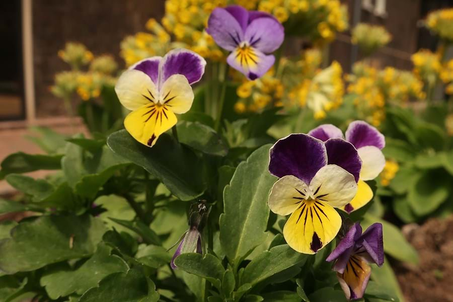 Wild pansies in a raised bed