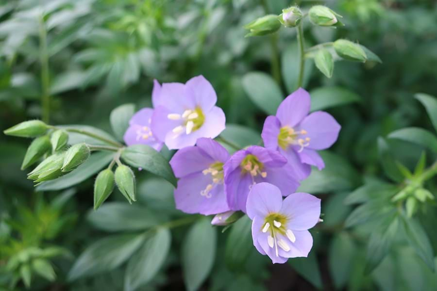 Purple flowers 