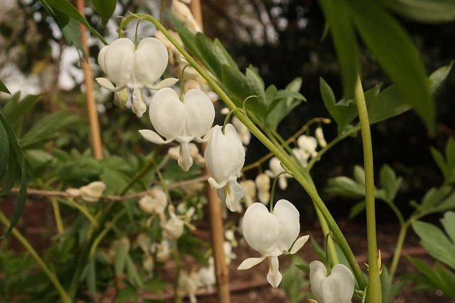 White bleeding heart flowers