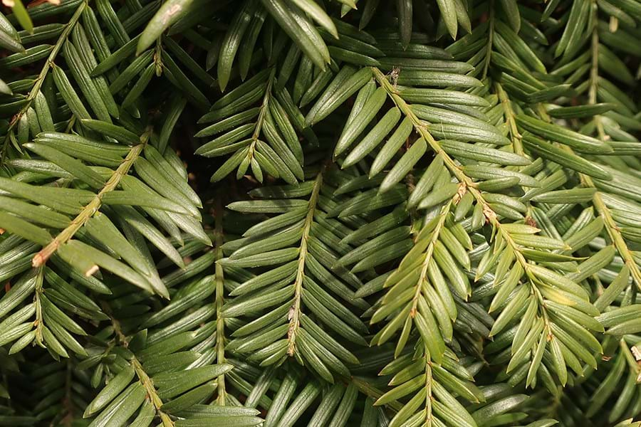 Detail of a yew tree