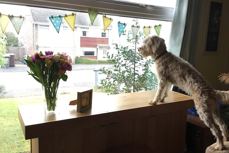 A dog standing on a table looking out a window