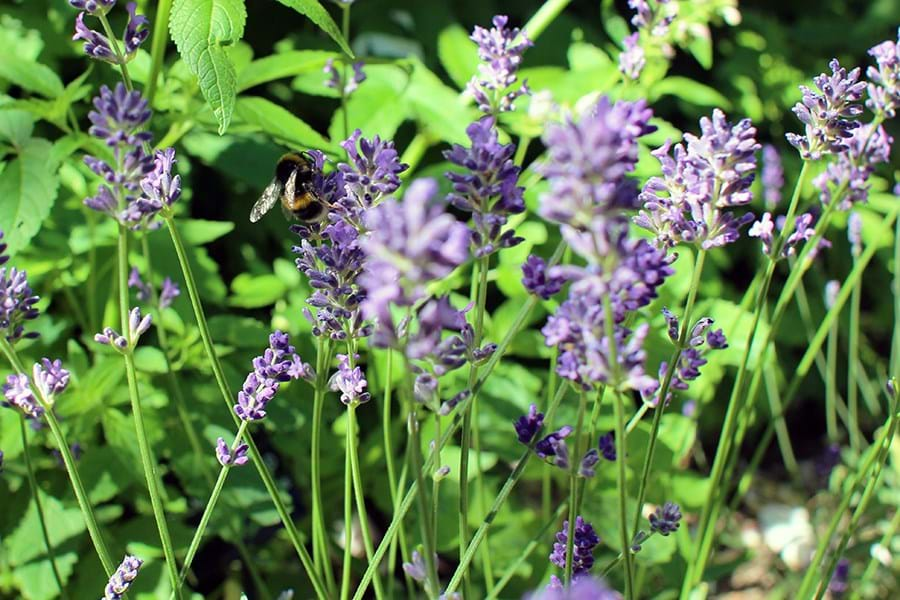 Lavender With A Bee