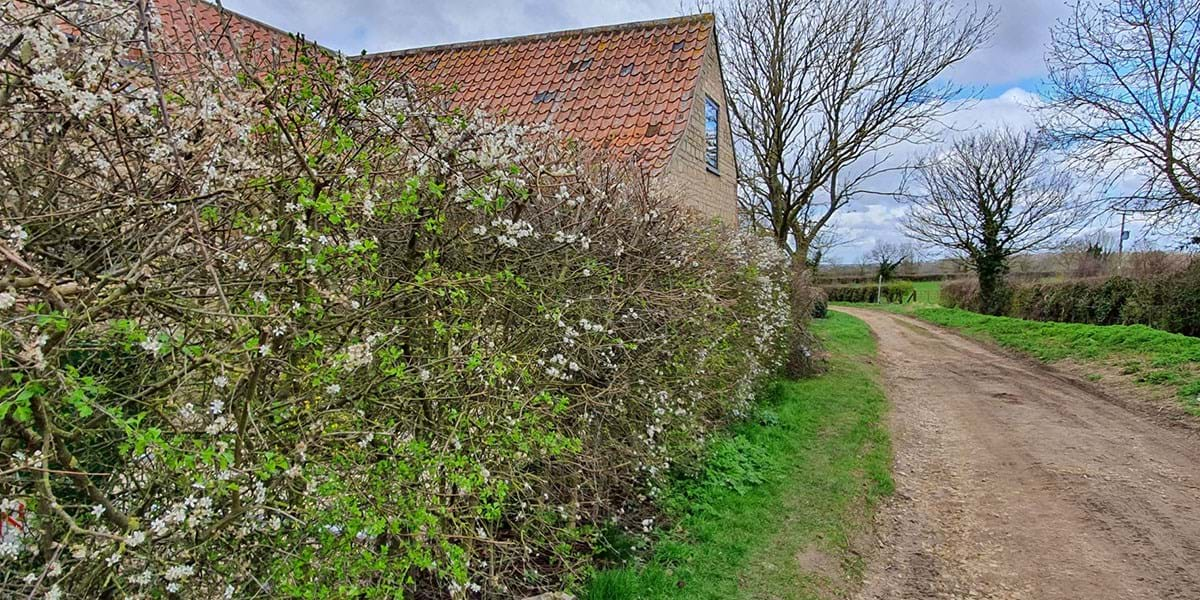 Path with grassy verges and a hedge of blackthorn, hawthorn and field maple