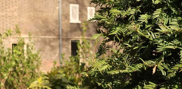 Green yew leaves in front of a brick wall