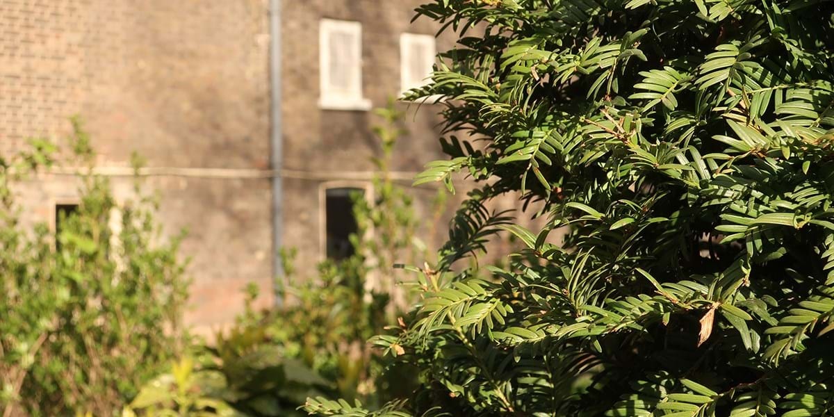 Green yew leaves in front of a brick wall