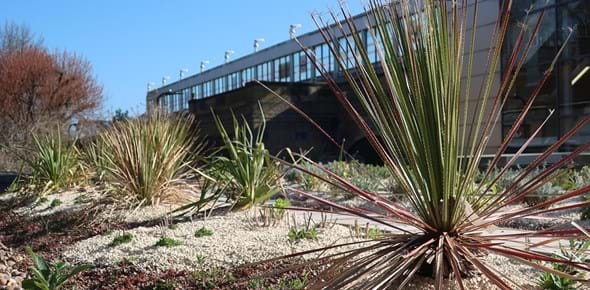 A green roof with yucca plants growing