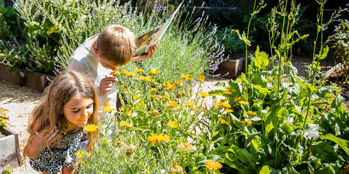 Two children in the Museum garden looking at yellow flowers on a sunny day