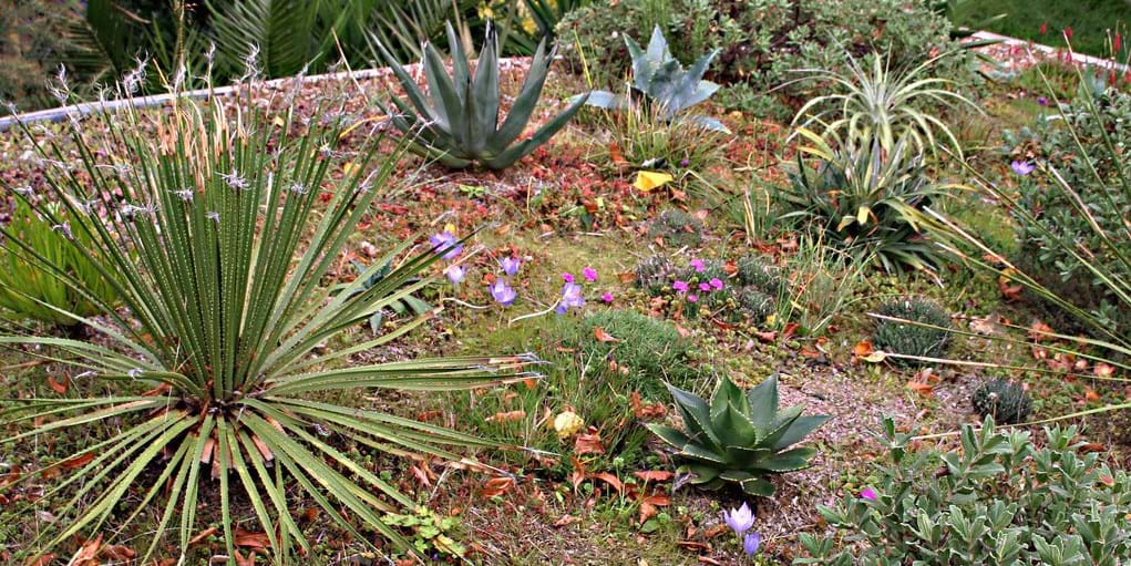 Plants on a green roof