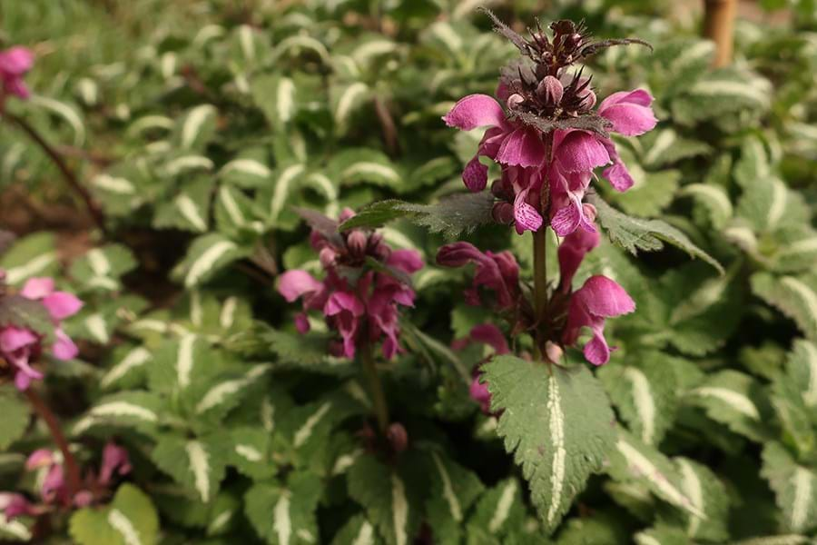 Purple flower with leaves with a silver stripe