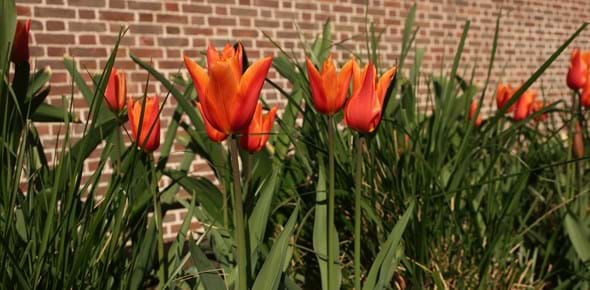 orange tulips against a brick wall