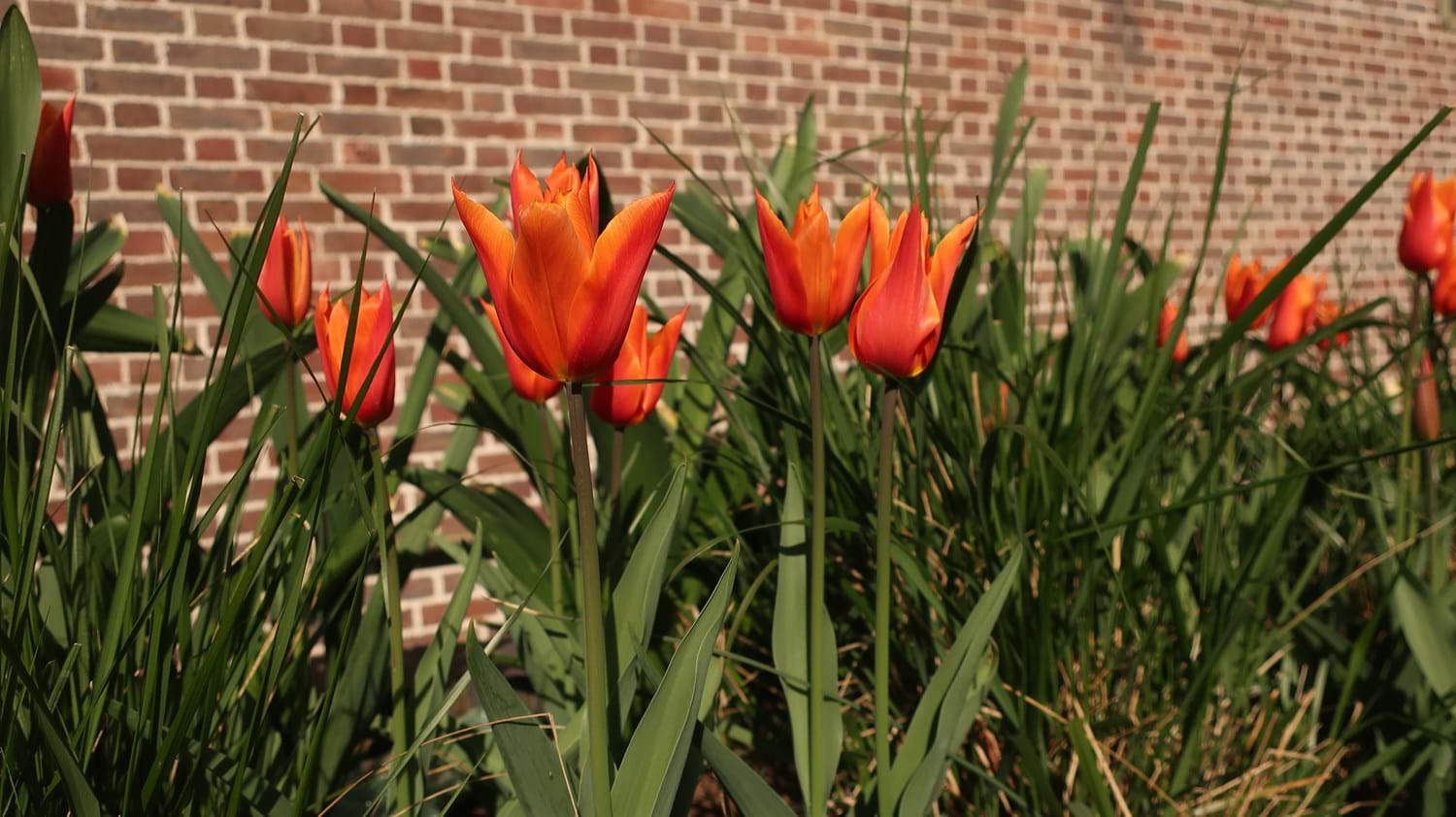 orange tulips against a brick wall