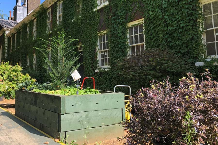 Plants growing in planters