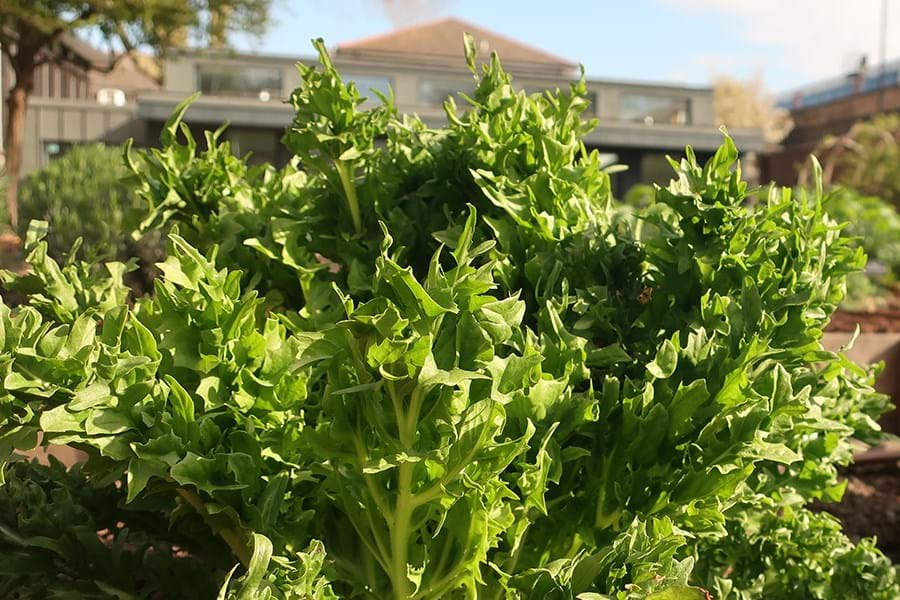 Chicory plant in raised bed