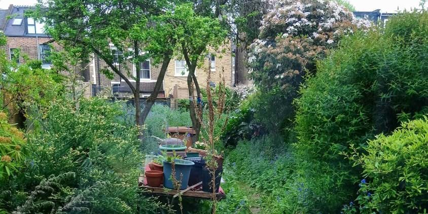 Green and lush back garden, with a pile of flower pots and several trees